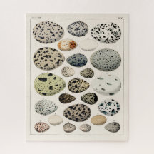 ヴィンテージイラストレーション鳥卵ジグソー