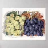 ヴィンテージイラストレーション ポスター (正面)