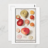 ヴィンテージイラストレーション ポストカード (正面/裏面)