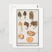 ヴィンテージイラストレーション ポストカード (正面/裏面)