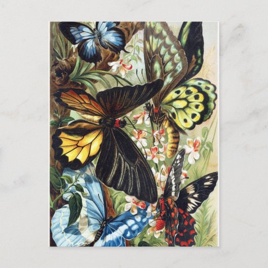 ヴィンテージイラストレーション ポストカード (正面)