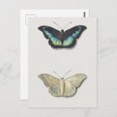 ヴィンテージイラストレーション ポストカード (正面/裏面)