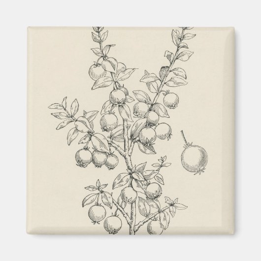 ヴィンテージイラストレーション マグネット (正面)