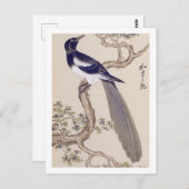 ヴィンテージイラストレーション：ユーラシア産マグピー ポストカード (正面/裏面)