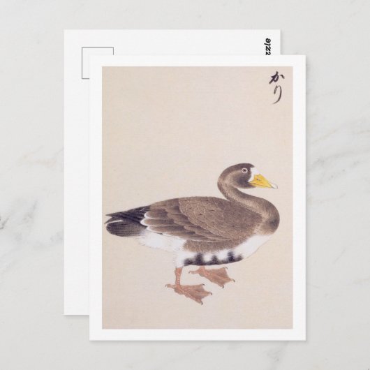ヴィンテージイラストレーション:ワイルドガチョウ ポストカード (正面/裏面)