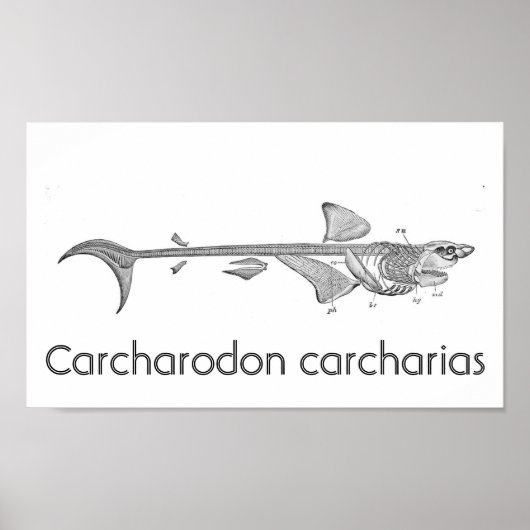 ヴィンテージイラストレーション-素晴らしホワイトシャーク骨格 ポスター (正面)
