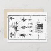 ヴィンテージイラストレーション – 蜂とハニカム ポストカード (正面/裏面)