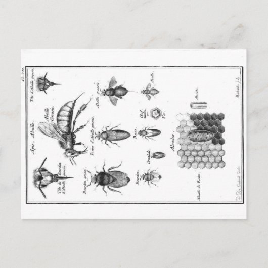 ヴィンテージイラストレーション – 蜂とハニカム ポストカード (正面)