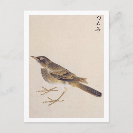 ヴィンテージイラストレーション: Thrush ポストカード (正面)