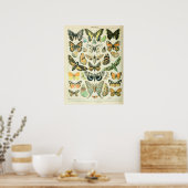 ヴィンテージイラスト蝶 ポスター (キッチン)