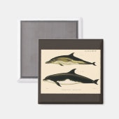 ヴィンテージイルカ、海産動物及び哺乳類 マグネット (正面/裏面)