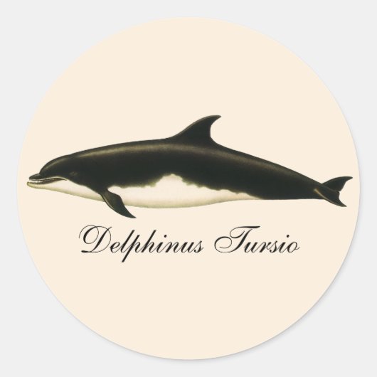 ヴィンテージイルカDelphinus Tursio、海洋哺乳類 ラウンドシール (正面)
