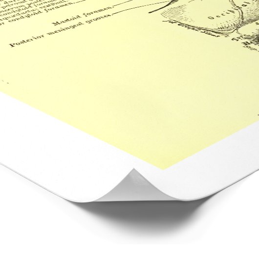 ヴィンテージインナーの人間のスカル基盤 ポスター (角)