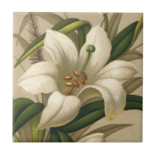 ヴィンテージイースタービクトリアンユリ、花の開花 タイル (正面)