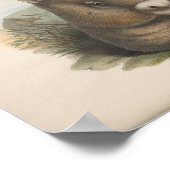 ヴィンテージウォンバットイラストレーション ポスター (角)