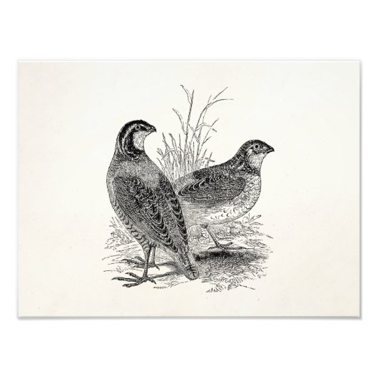 ヴィンテージウズラの鳥 – パーソナライズされたレトロゲームバード フォトプリント            (正面)