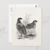 ヴィンテージウズラの鳥 – パーソナライズされたレトロゲームバード ポストカード (正面/裏面)