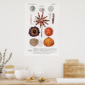 ヴィンテージウニ類イラストレーション ポスター (キッチン)