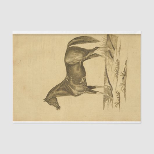 ヴィンテージウマエフエマデクページ 薄葉紙 (正面)