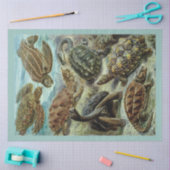 ヴィンテージウミガメとウミガメの分離 薄葉紙 (クラフト)