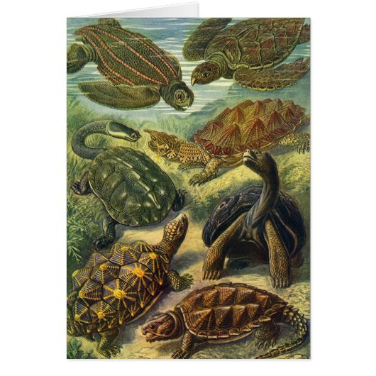 ヴィンテージウミガメとウミガメby Ernst Haeckel (正面)