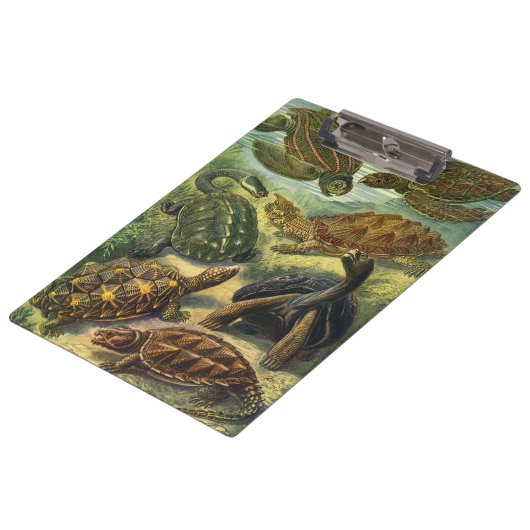 ヴィンテージウミガメとウミガメby Ernst Haeckel クリップボード (アングル)