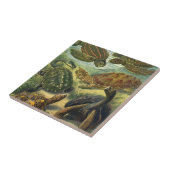 ヴィンテージウミガメとウミガメby Ernst Haeckel タイル (側面)