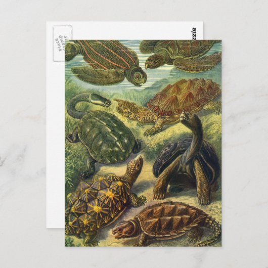 ヴィンテージウミガメとウミガメby Ernst Haeckel ポストカード (正面/裏面)