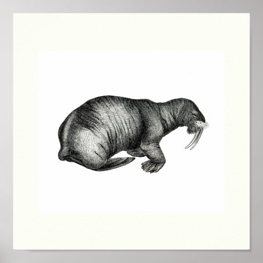 ヴィンテージウラススケッチデザインイメージスケッチ ポスター (正面)