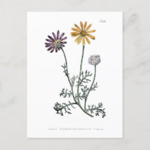 ヴィンテージウルシニアアンテモイ太陽のデス消防植物学