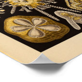 ヴィンテージエキニデアカラーエルンストヘッケルプリント ポスター (角)