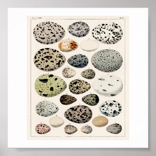 ヴィンテージエッグ1843イラストレーションポスター ポスター (正面)