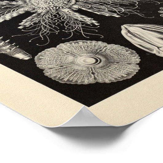 ヴィンテージエヒニデアカラーエルンストヘッケルアートプリント ポスター (角)