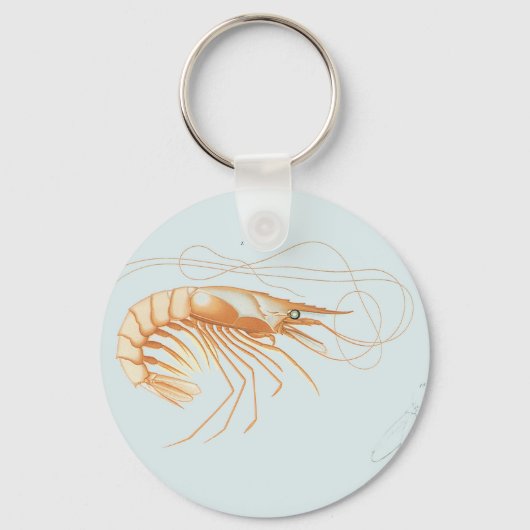 ヴィンテージエビ解剖学、海洋生物海動物 キーホルダー (正面)