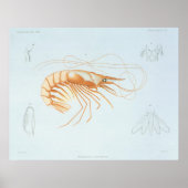 ヴィンテージエビ解剖学、海洋生物海動物 ポスター (正面)