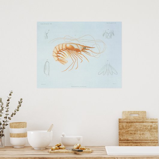 ヴィンテージエビ解剖学、海洋生物海動物 ポスター (キッチン)