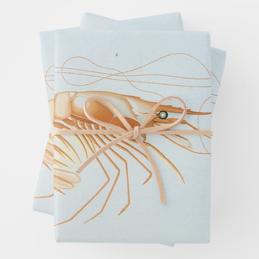 ヴィンテージエビ、海洋生物海動物解剖学 ラッピングペーパーシート (インサイチュ)