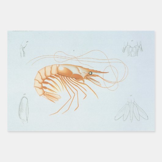ヴィンテージエビ、海洋生物海動物解剖学 ラッピングペーパーシート (正面)