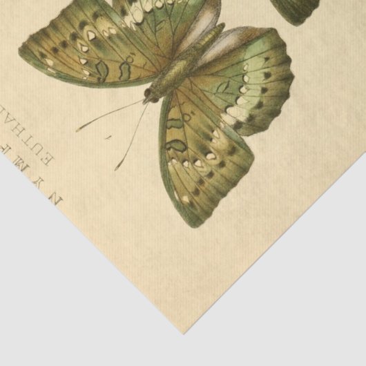 ヴィンテージエフェメラスクリプトグリーンバタフライデクページ 薄葉紙 (詳細)