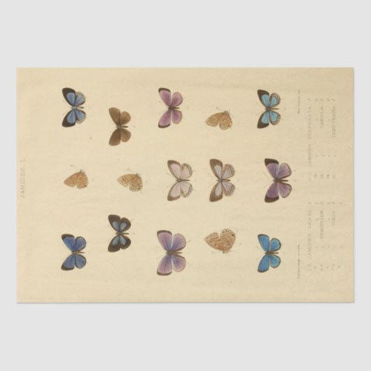 ヴィンテージエフェメラスクリプトバタフライデコップル 薄葉紙 (正面)
