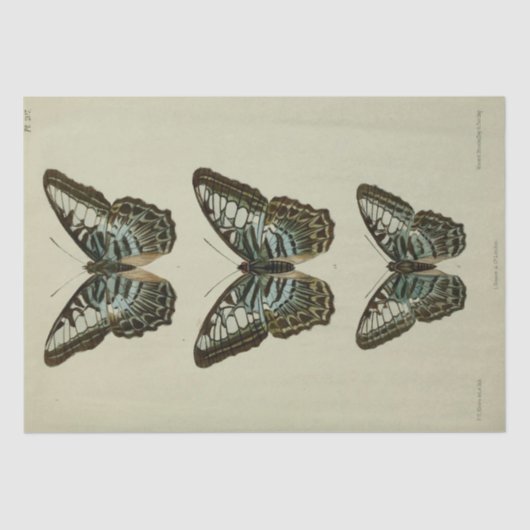 ヴィンテージエフェメラスクリプトブルーバタフライデクページ 薄葉紙 (正面)