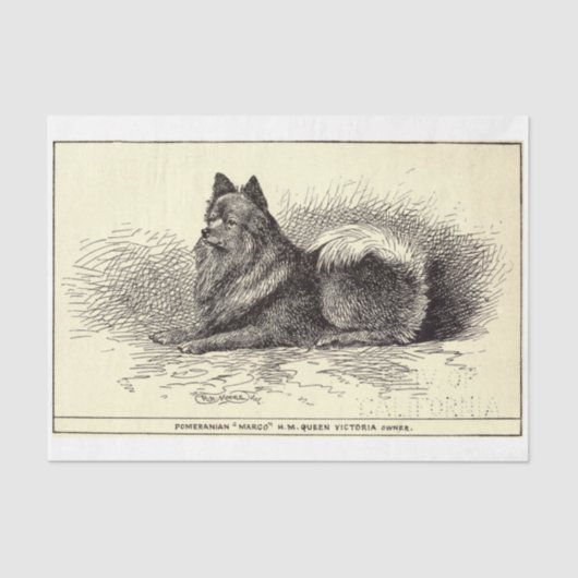 ヴィンテージエフェメラデコップクイーンズポメラニア犬犬 薄葉紙 (正面)