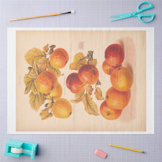 ヴィンテージエフエマデクページ秋のリンゴ 薄葉紙 (クラフト)
