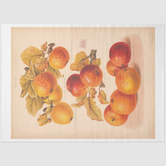 ヴィンテージエフエマデクページ秋のリンゴ 薄葉紙 (正面)