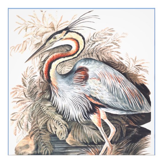 ヴィンテージエリザベスグウィリアムパープルヘロン フォトプリント (正面)