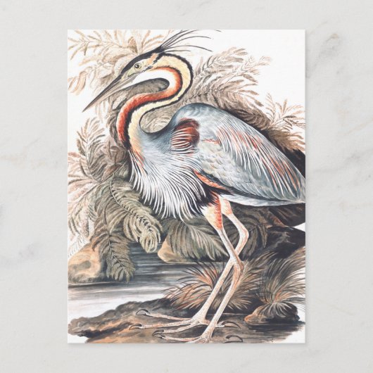 ヴィンテージエリザベスグウィリアムパープルヘロン ポストカード (正面)