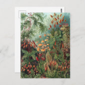 ヴィンテージエルンストハイケルモスポスター ポストカード (正面/裏面)