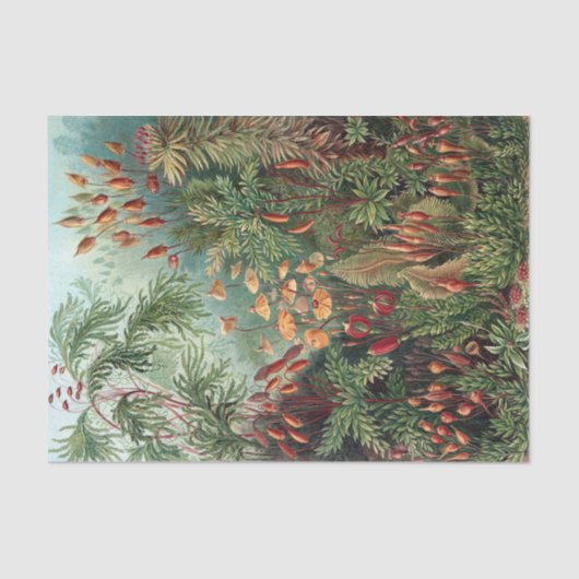 ヴィンテージエルンストハイケルモスポスター 薄葉紙 (正面)