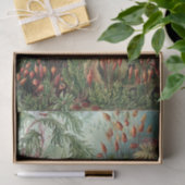 ヴィンテージエルンストハイケルモスポスター 薄葉紙 (ギフト)