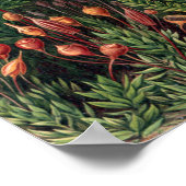 ヴィンテージエルンストハイケルモス ポスター (角)